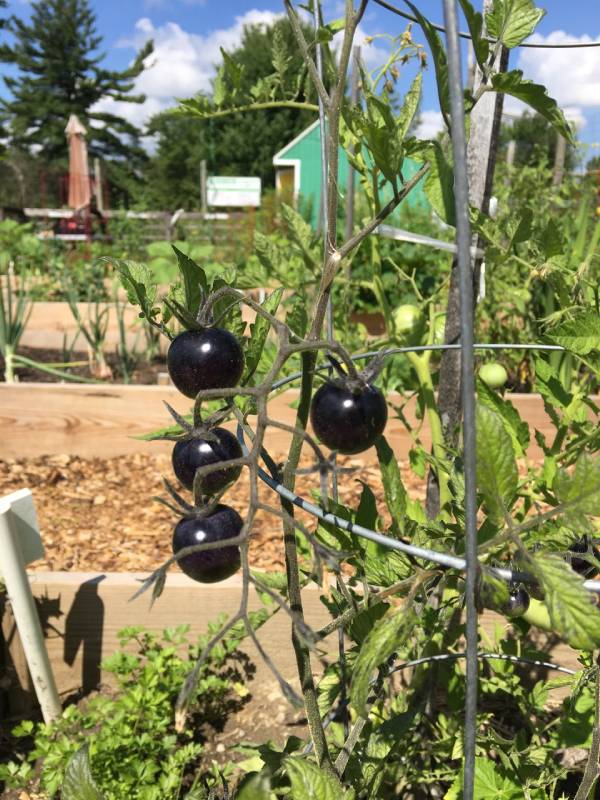 produce growing in one of the gardens at Green Acres Community Gardens