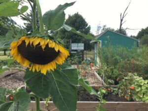 IMG_2030 – opt flowers in one of the gardens at Green Acres Community Gardens