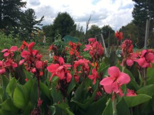 flowers in one of the gardens at Green Acres Community Gardens