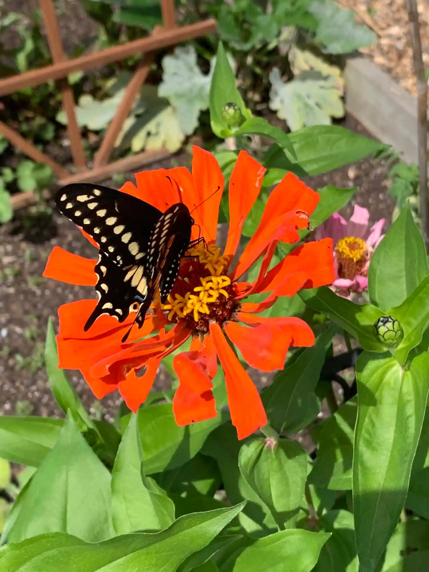 butterfly on flower