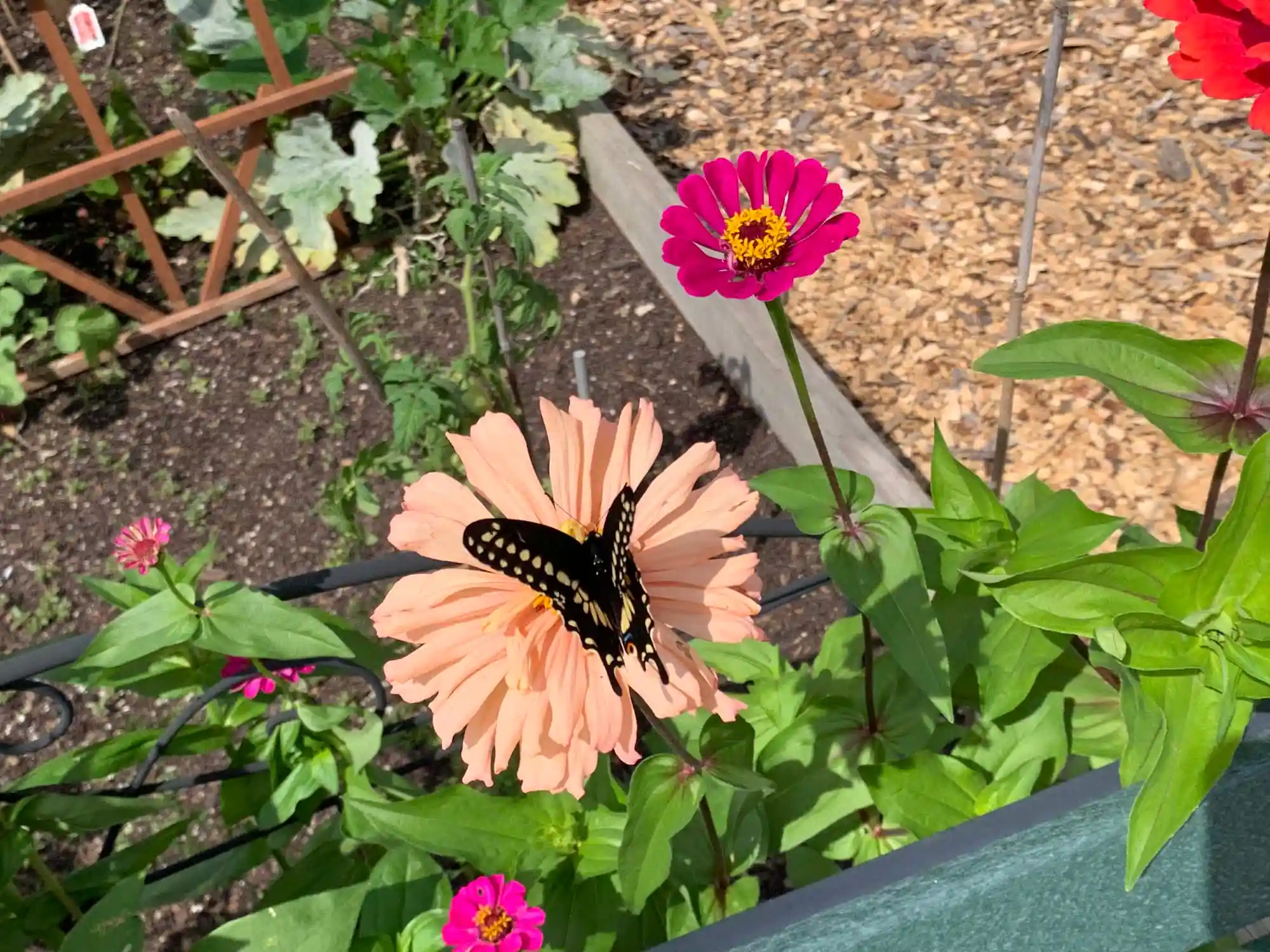 butterfly on flower