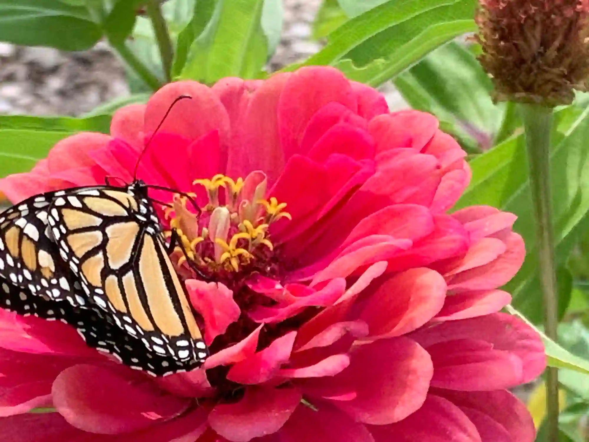 butterfly on flower