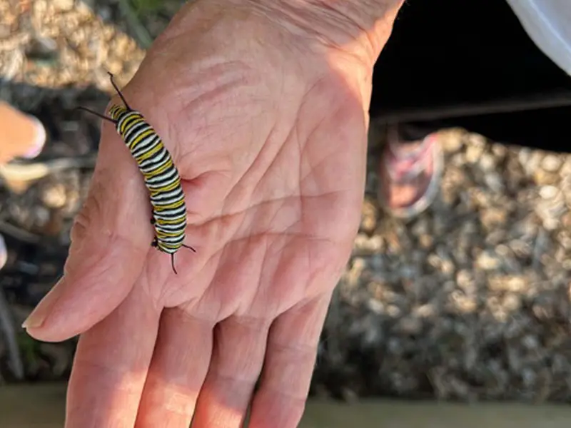 caterpillar on a person's hand