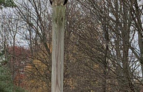 Hawk overlooking compost pile